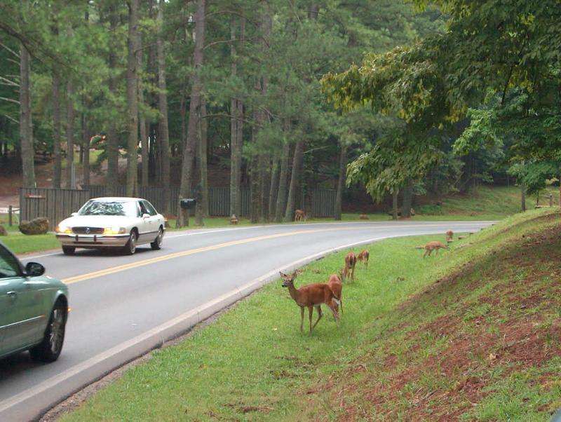 Be on the lookout this fall: Deer-vehicle collisions increase during breeding season