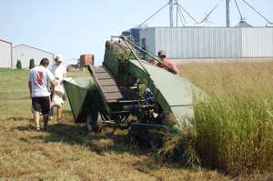 Better switchgrass, better biofuel