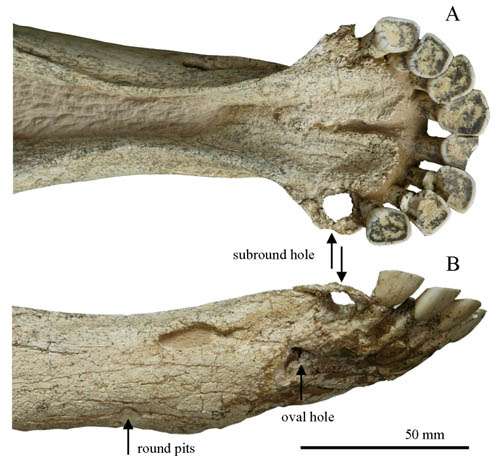 Big cats' predatory strategy reflected by a 2-million-year-old bovid fossil from Gansu, China