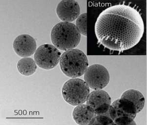 Bioinspired carbon anodes enable high performance in lithium-ion batteries