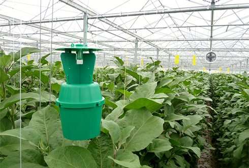 Biological control of plant bugs in greenhouses