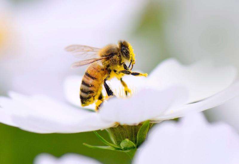 Biologist Berry Brosi on Obama's 'plan bee'