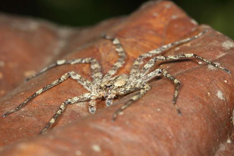 Biologists discover skydiving spiders in South American forests