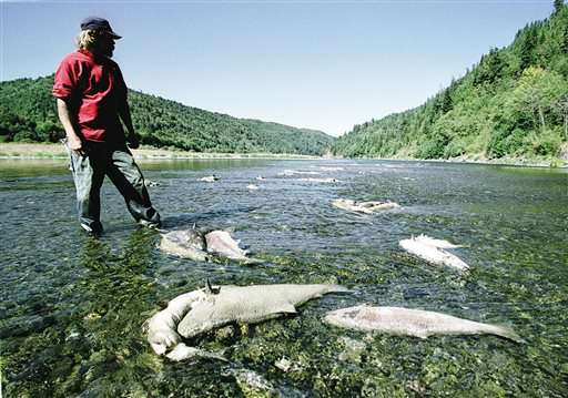 Biologists fear repeat of 2002 salmon kill in Klamath River