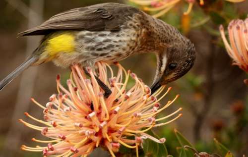 Birds dig deep in carving out Proteaceae evolution
