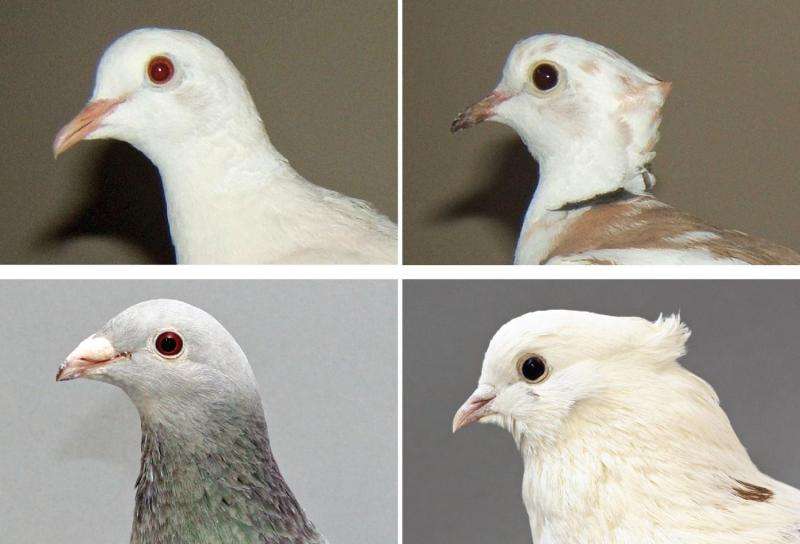 Birds of a feather: Pigeon head crest findings extend to domesticated doves