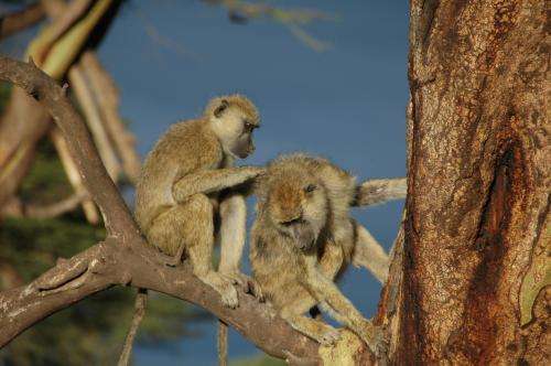 Birth during a drought correlated with poor health in baboons
