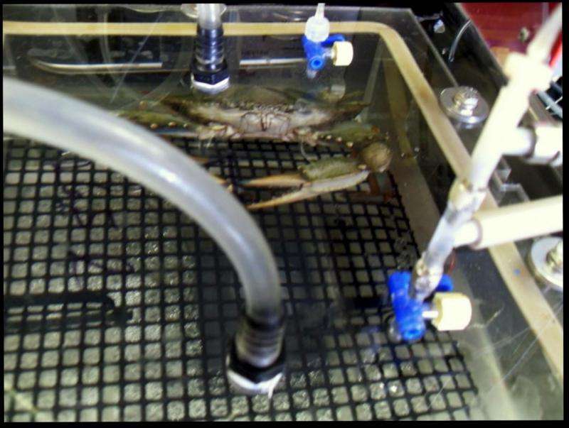 Blue crabs more tolerant of low oxygen than previously thought
