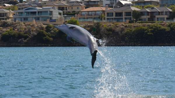 Bottle-nose dolphins at risk in Perth rivers