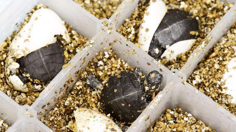 BPA can disrupt sexual function in turtles, could be a warning for environmental health