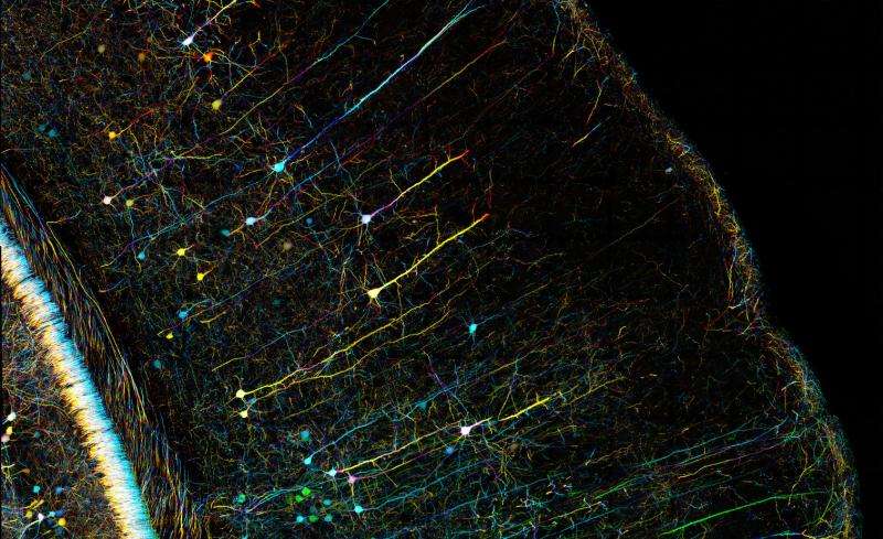 Brains work via their genes just as much as their neurons