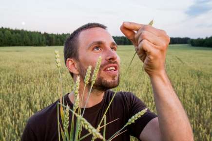 Breakthrough will help increase food security with better, more robust wheat varieties