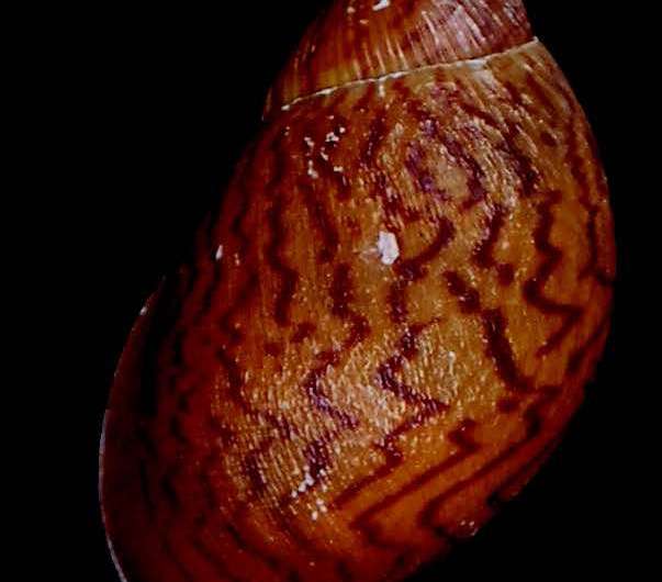 Brushing off the dust: New snail species found lying in a museum since the 19th century