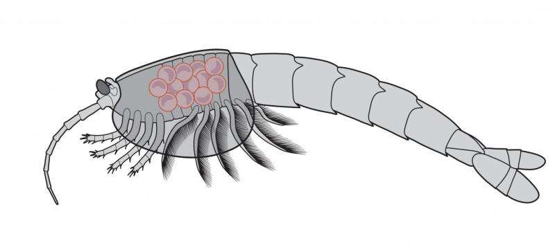 Burgess Shale fossil site gives up oldest evidence of brood care