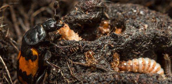 Burying beetles: could being a good father send you to an early grave?