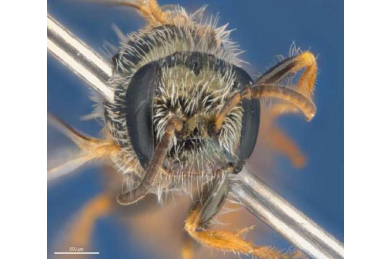 Bush Blitz: The largest Australian nature discovery project finds 4 new bee species