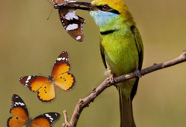 Butterfly mimicry through the eyes of bird predators