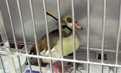 California goose with arrow piercing neck dies after surgery