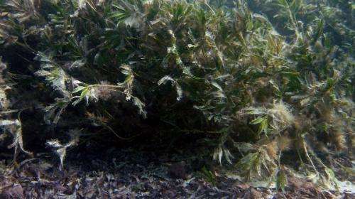 Camera-carrying turtles reveal seagrass decline