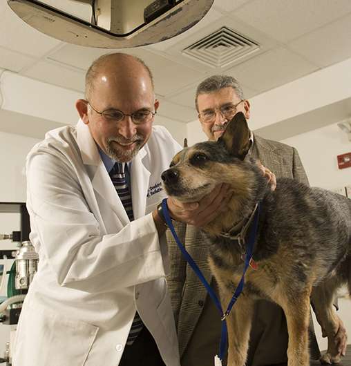 Can dogs help us develop better cancer treatments?