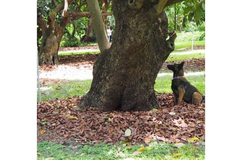 Canines detect deadly disease in historic avocado trees
