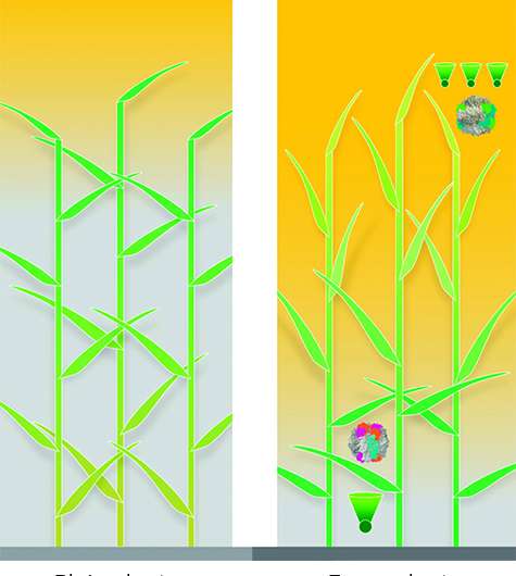 Can scientists hack photosynthesis to feed the world as population soars?
