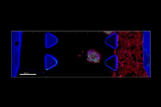 Capturing cell growth in 3-D