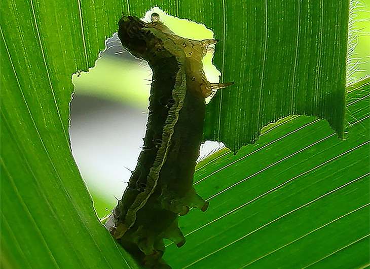 Caterpillar deceives corn plant into lowering defenses against it