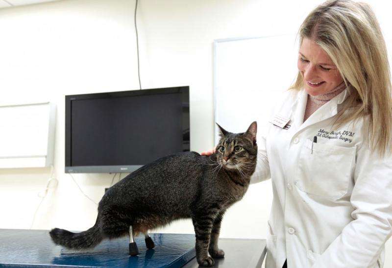 Cat that received rare prosthetic legs making strides in recovery