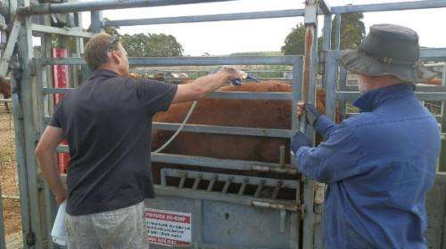 Cattle parasite found to be widespread