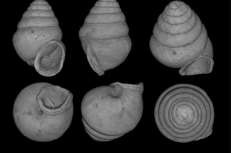 Cave snail from South Korea suggests ancient subterranean diversity across Eurasia