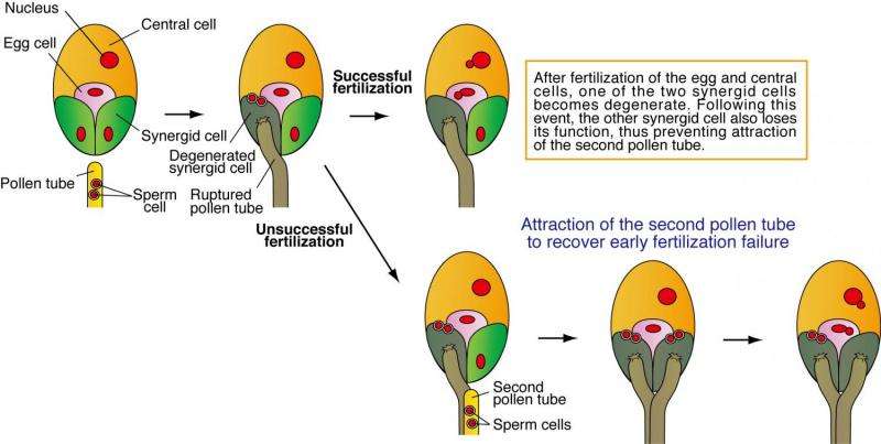 Cell fusion 'eats up' the 'attractive cell' in flowering plants