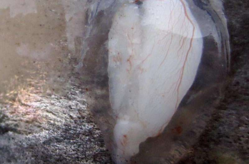 Chemical tags in ear bones track Alaska's Bristol Bay salmon