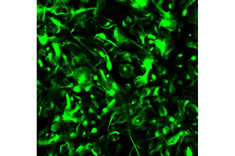 Chemical transformation of human glial cells into neurons