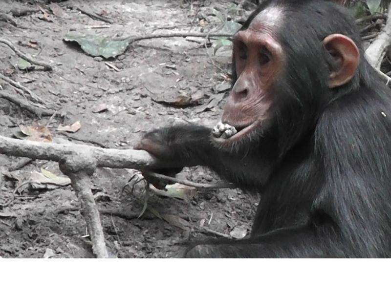 Chimpanzees binge on clay to detox and boost the minerals in their diet