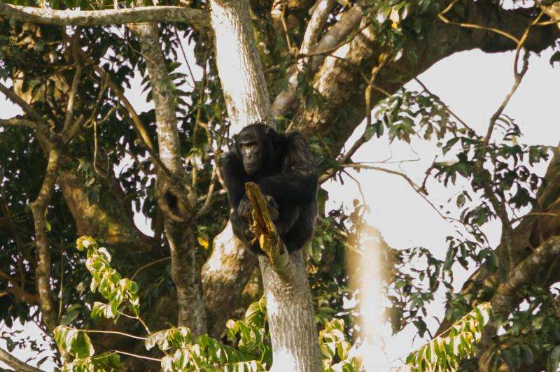 Chimpanzees found to survive in degraded and human-dominated habitats