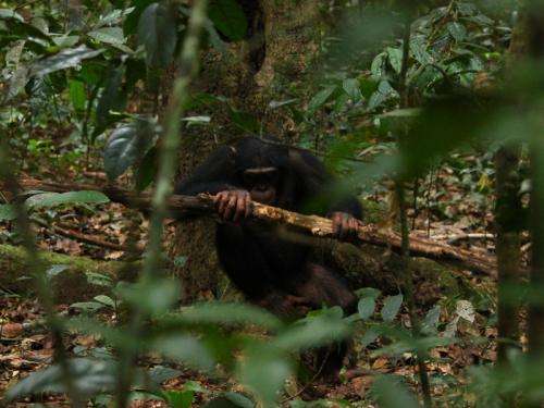Chimpanzees select nut-cracking tools taking account of up to five different factors
