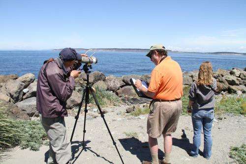 'Citizen science' reveals positive news for Puget Sound seabirds