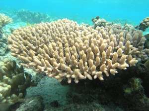 Climate and friends influence young corals choice of real estate
