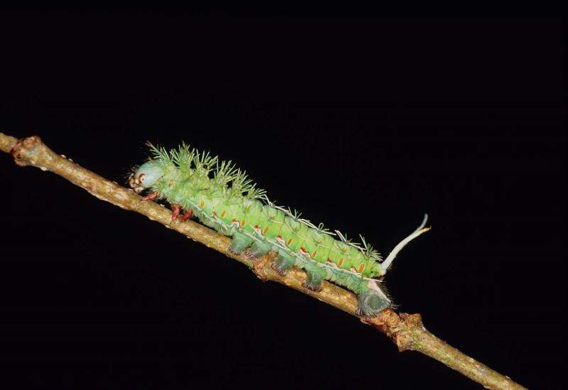 Colorful caterpillar chemists may signal new useful plant compounds