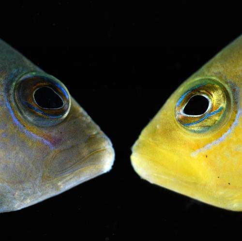 Color-morphing reef fish is a 'wolf in sheep's clothing'
