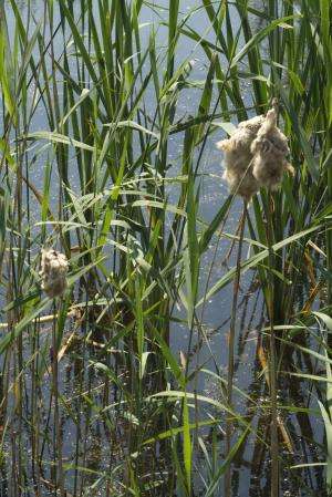Common weed revealed to diminish water pollution