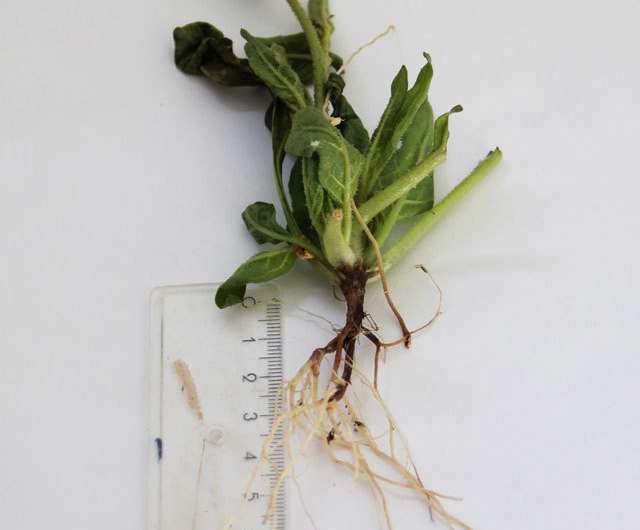 Community of soil bacteria saves wild tobacco plants from root rot
