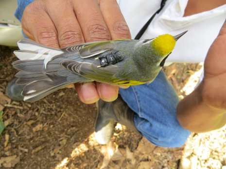 Connecting the dots with a golden-winged warbler