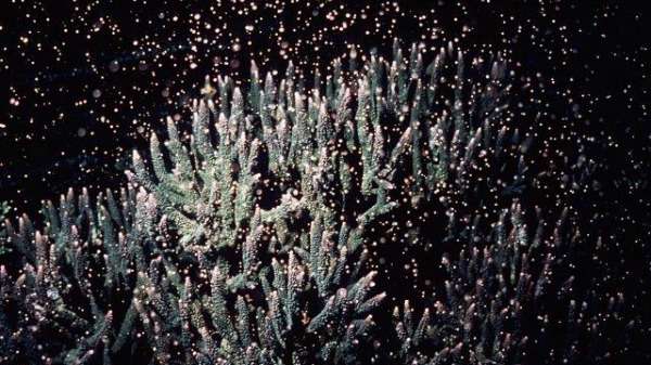 Corals vulnerable to dredging pressures