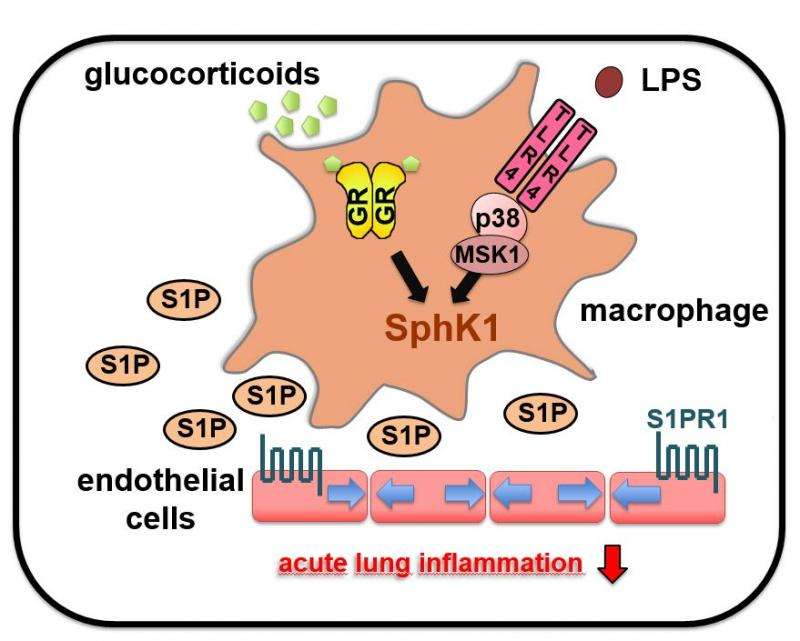 Cortisone affects acute lung injury (ALI) via pro-inflammatory signalling pathways