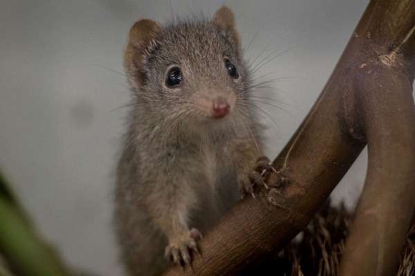 Cute-as-a-button marsupials roam free after breeding success