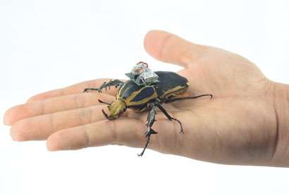 Cyborg beetle research allows free-flight study of insects