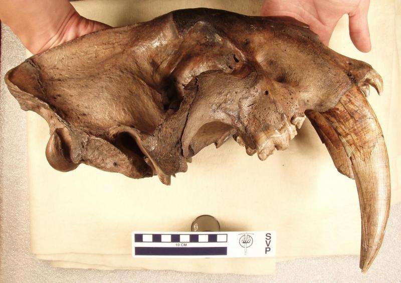 Dagger-like canines of saber-toothed cats took years to grow