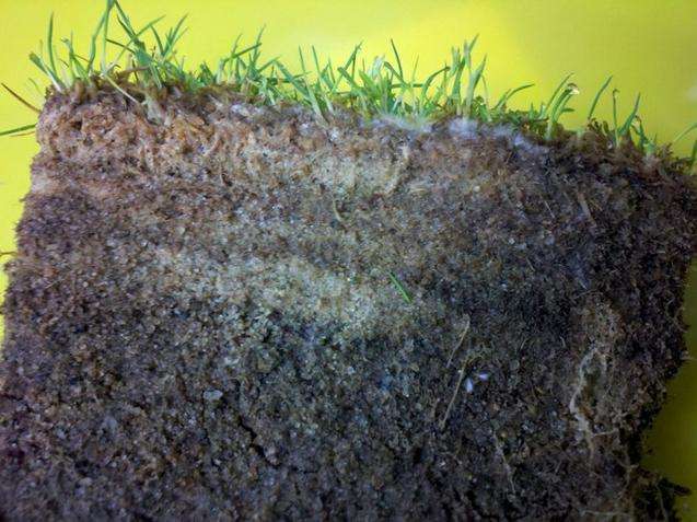 'D&amp;eacute;j&amp;agrave; vu all over again:' Research shows 'mulch fungus' causes turfgrass disease